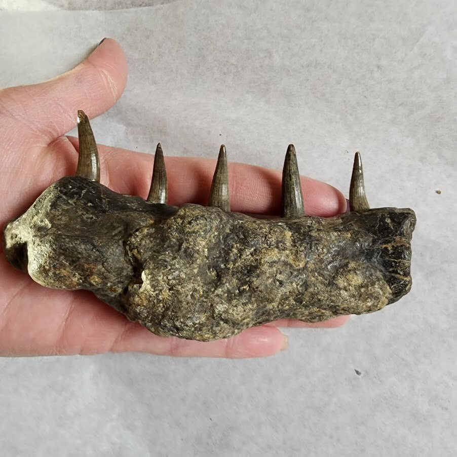 Fossil Croc Jaw!
