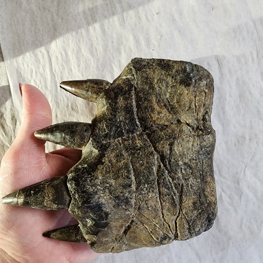 What a Croc! (Fossil with stand)