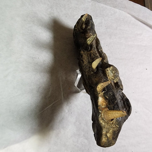 Fossil Croc Jaw!