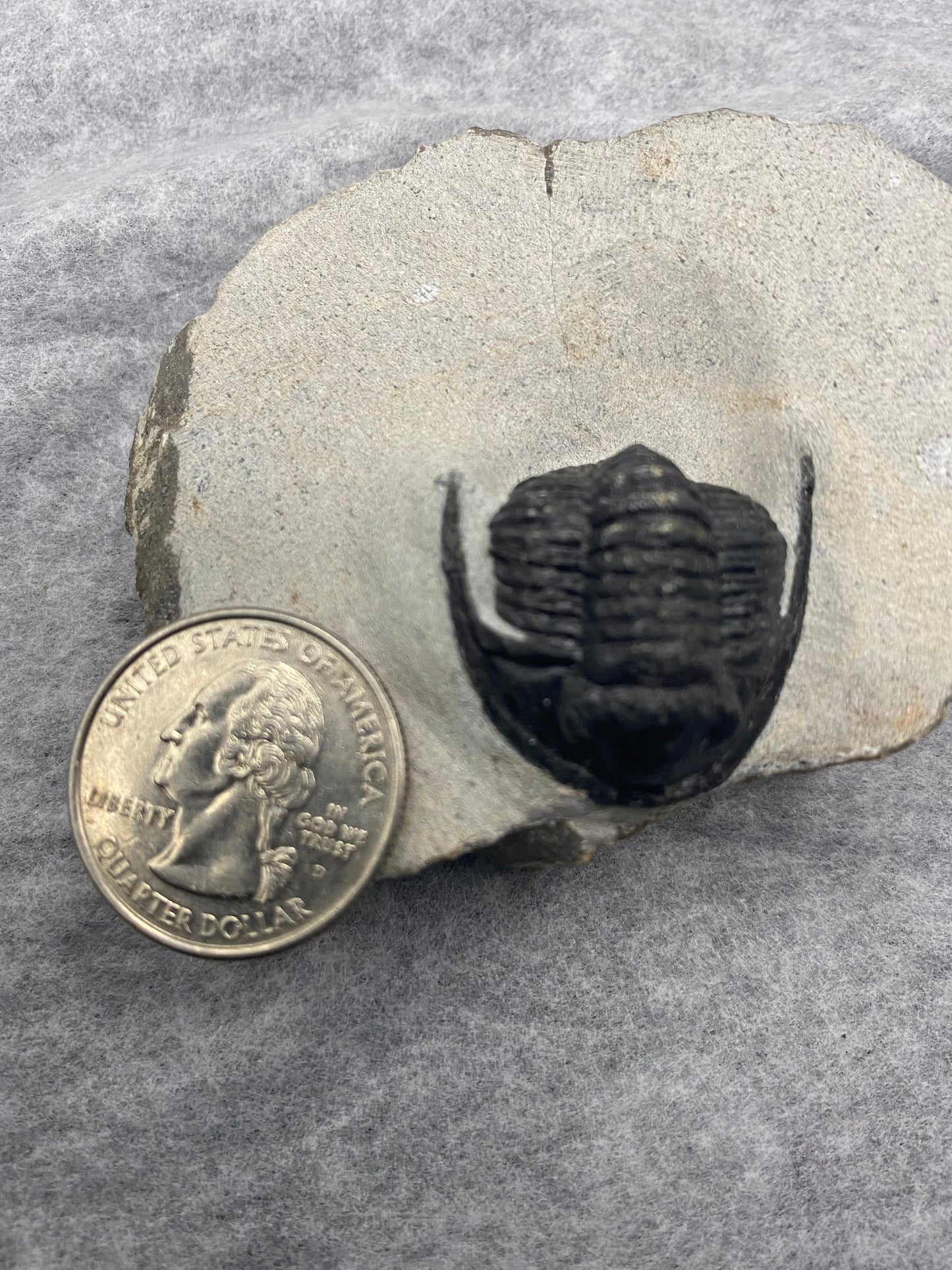 Very nice Dalejeproetus proteus trilobite from Morocco