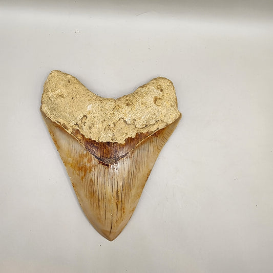 Indonesian Megalodon Tooth