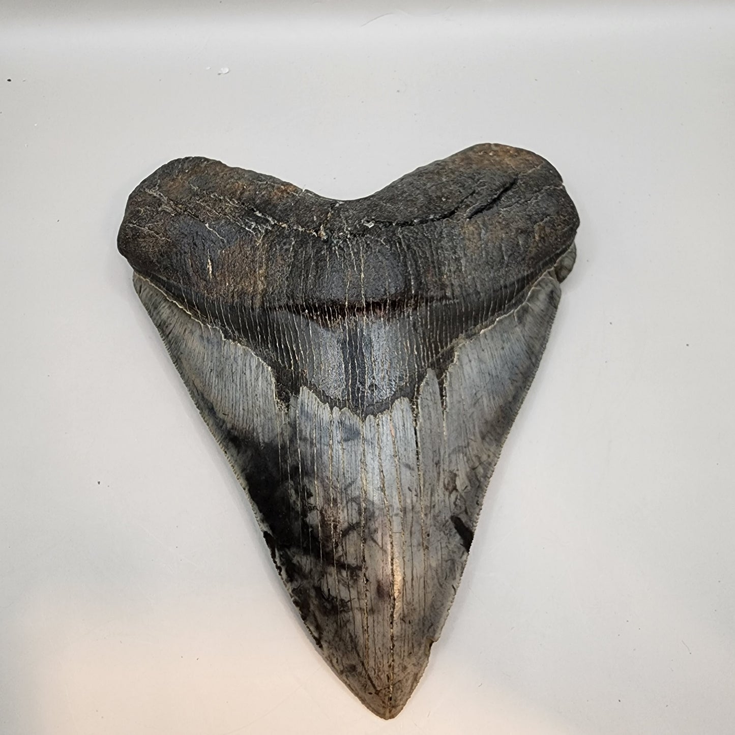 Impressive Megalodon Tooth