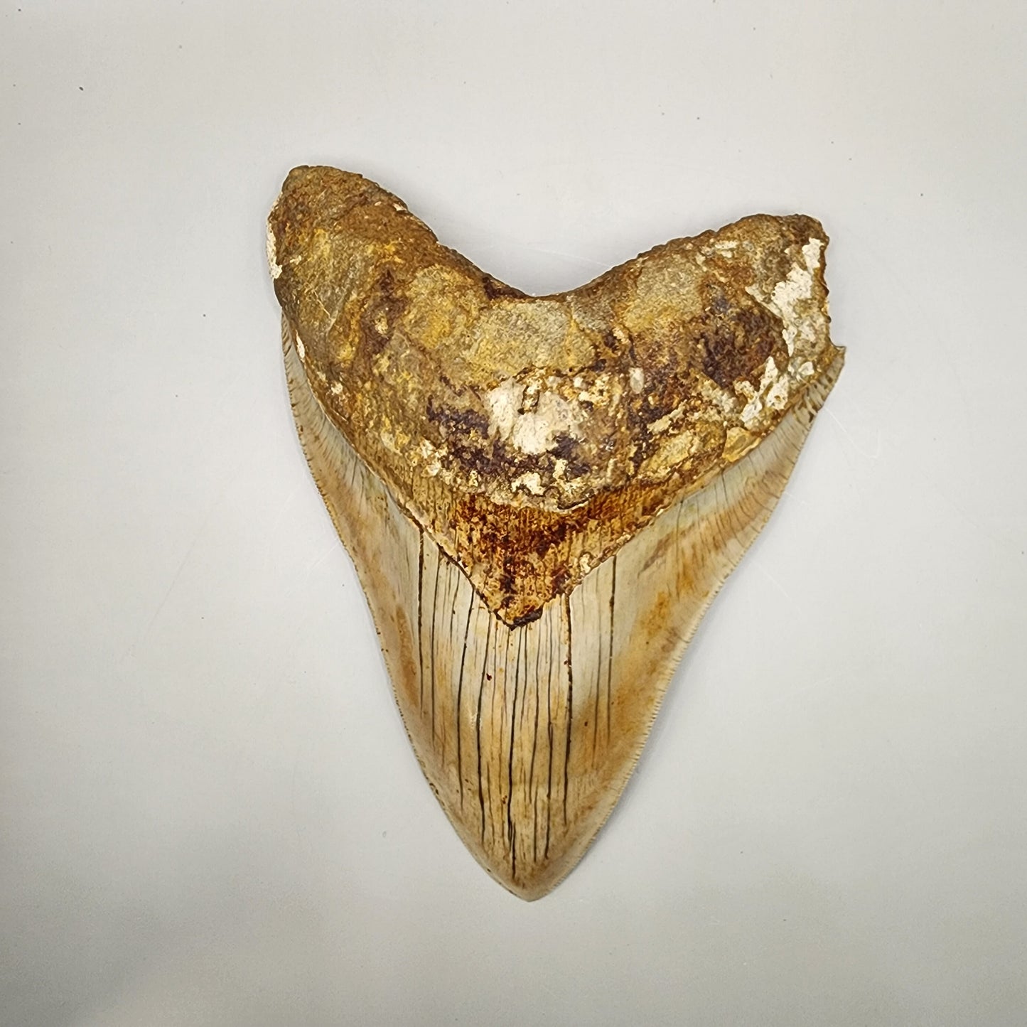 Great collector’s tooth