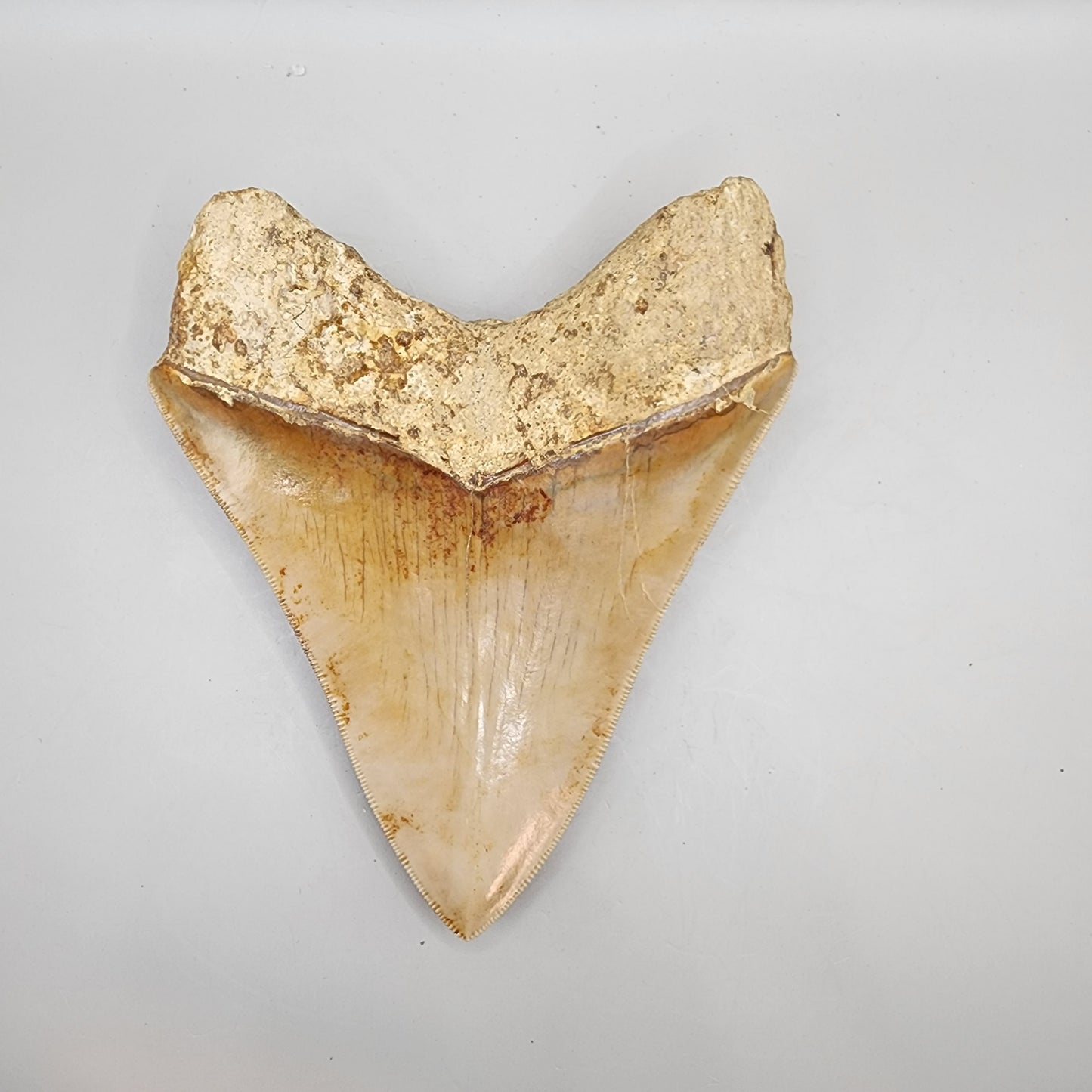 Indonesian Megalodon Tooth