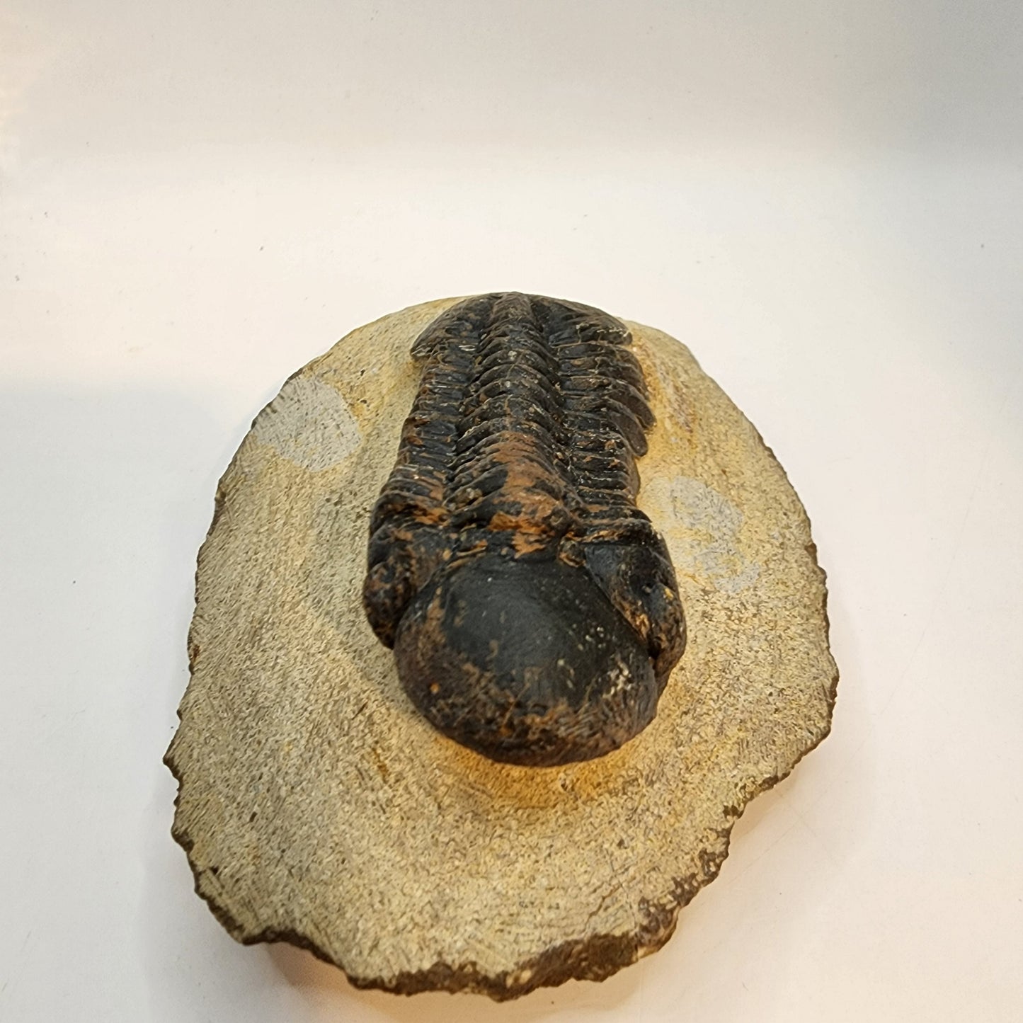 Reedops Trilobite