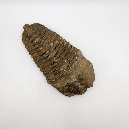 Flexicalymene Trilobite