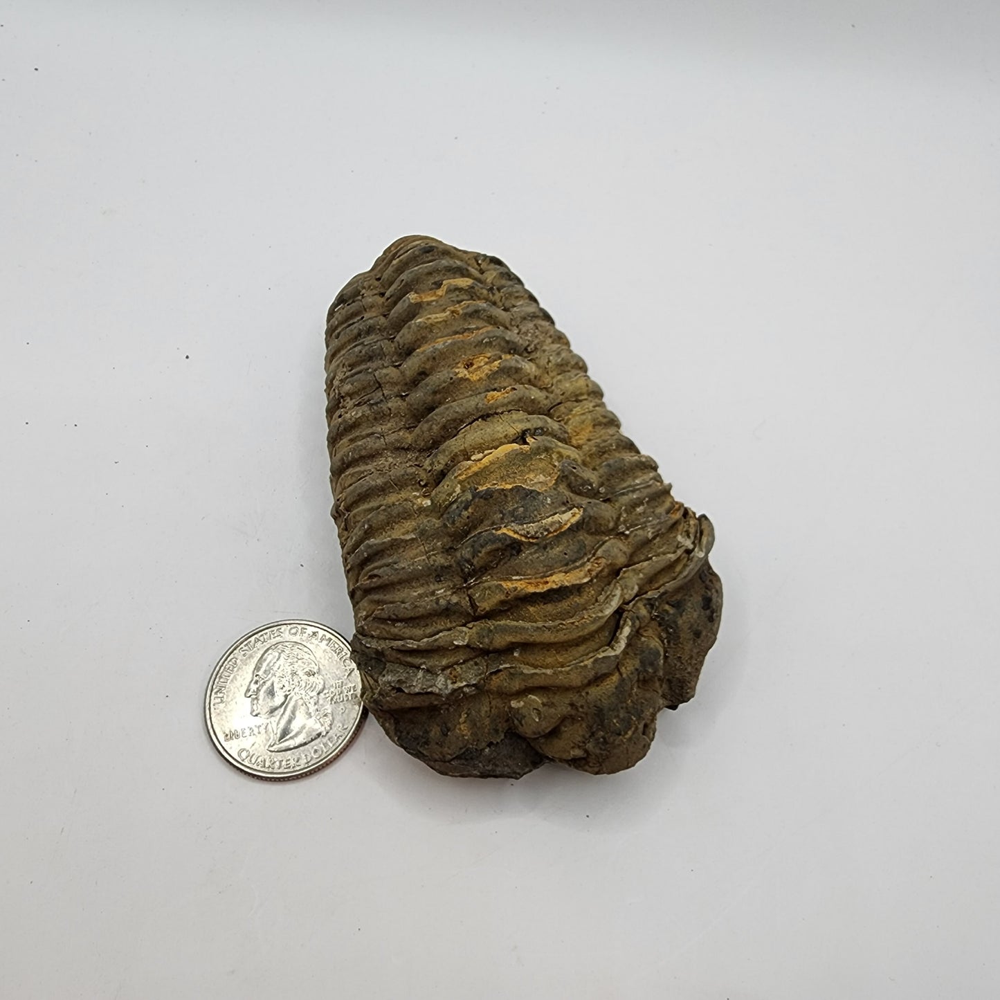 Flexicalymene Trilobite