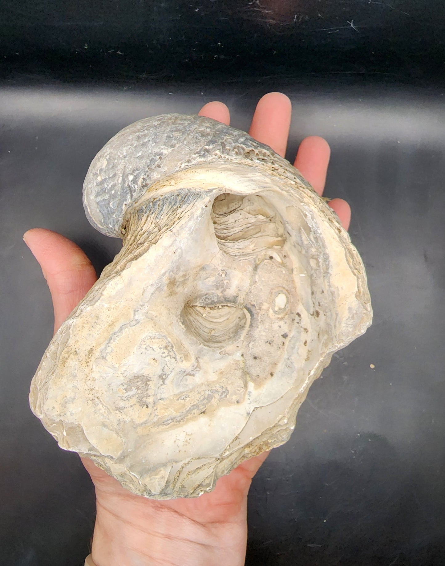 Fossilized Oyster