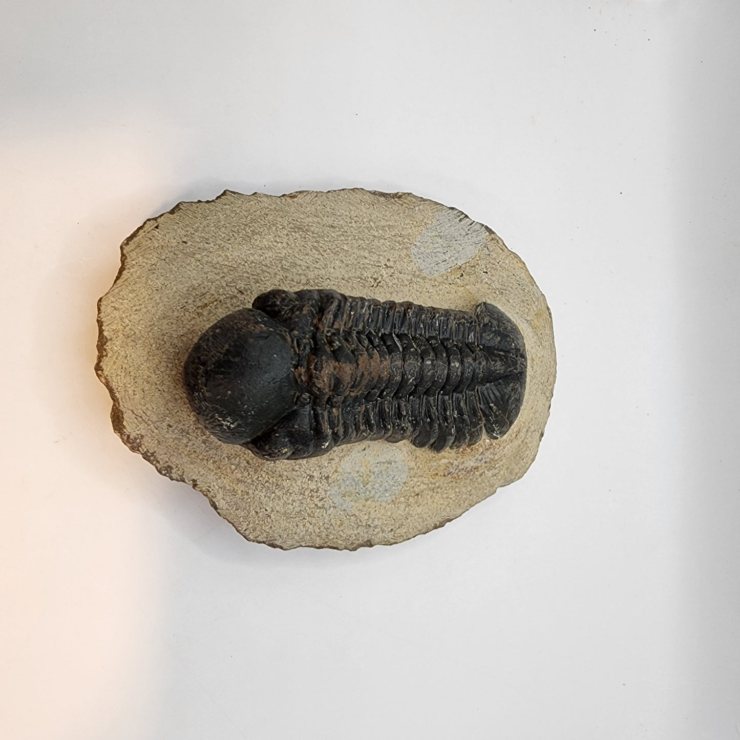 Reedops Trilobite