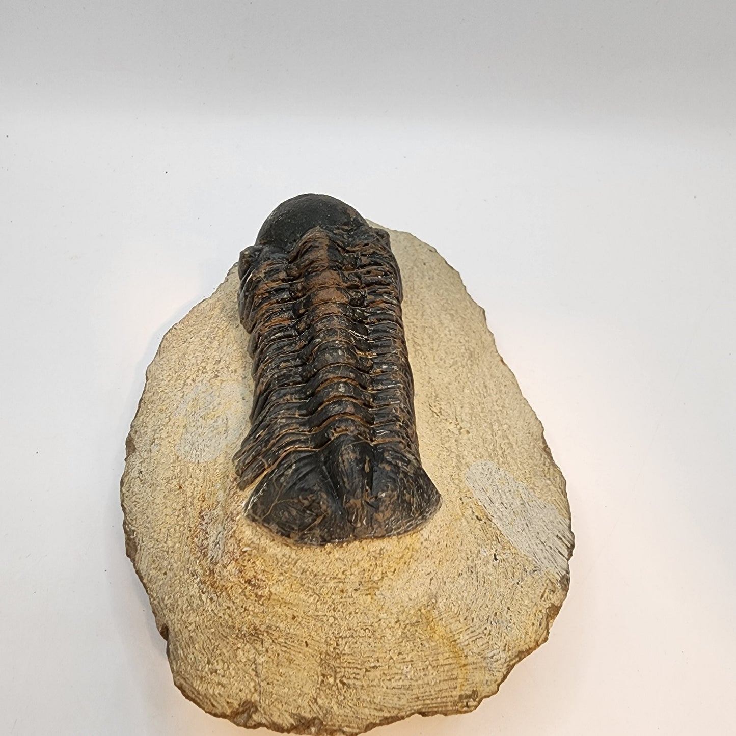 Reedops Trilobite