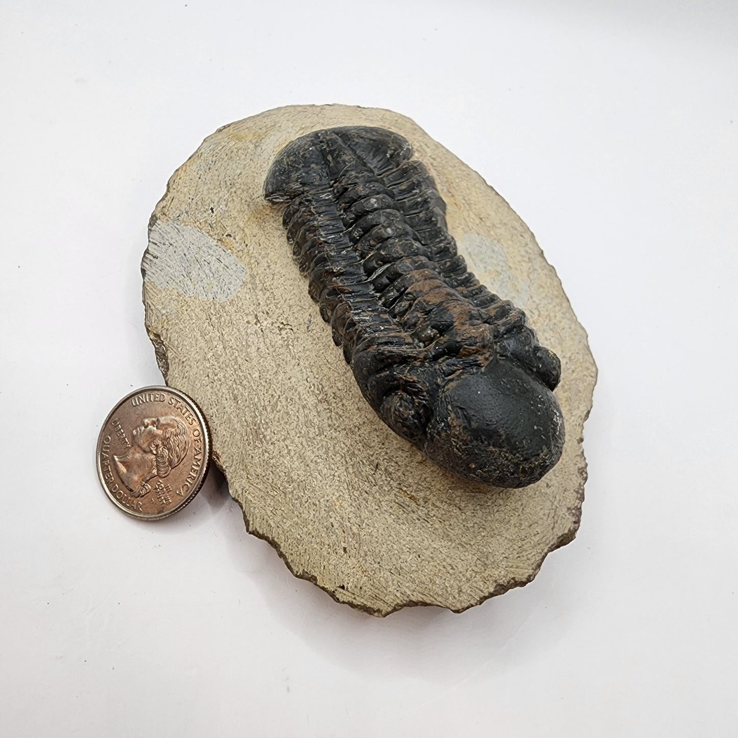 Reedops Trilobite