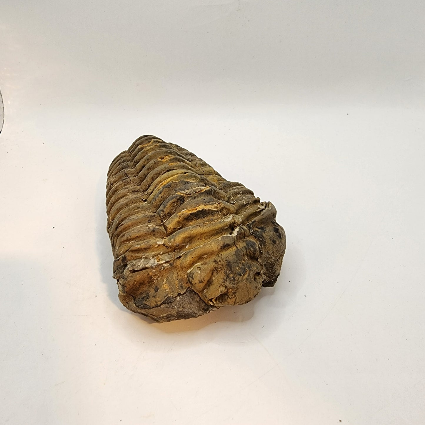 Flexicalymene Trilobite