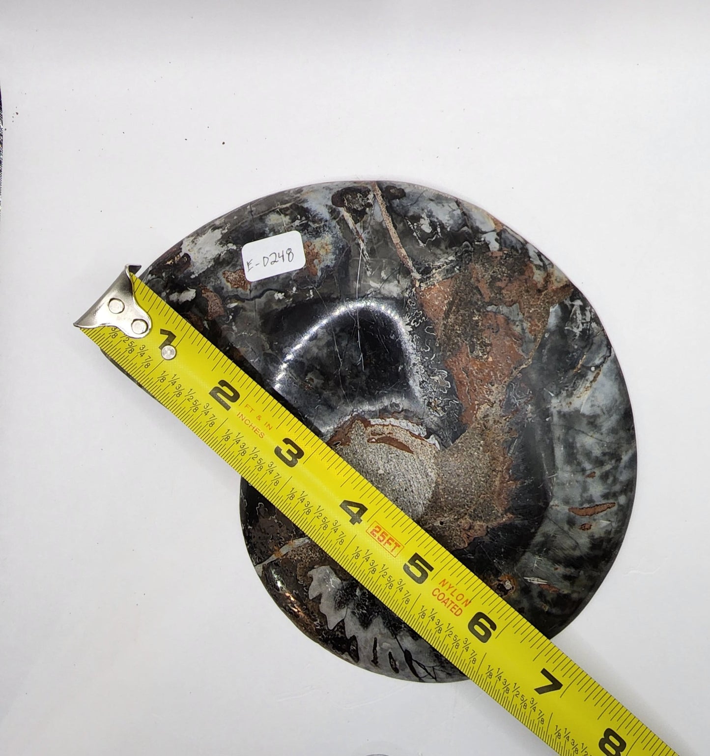 Polished Ammonite from Madagascar