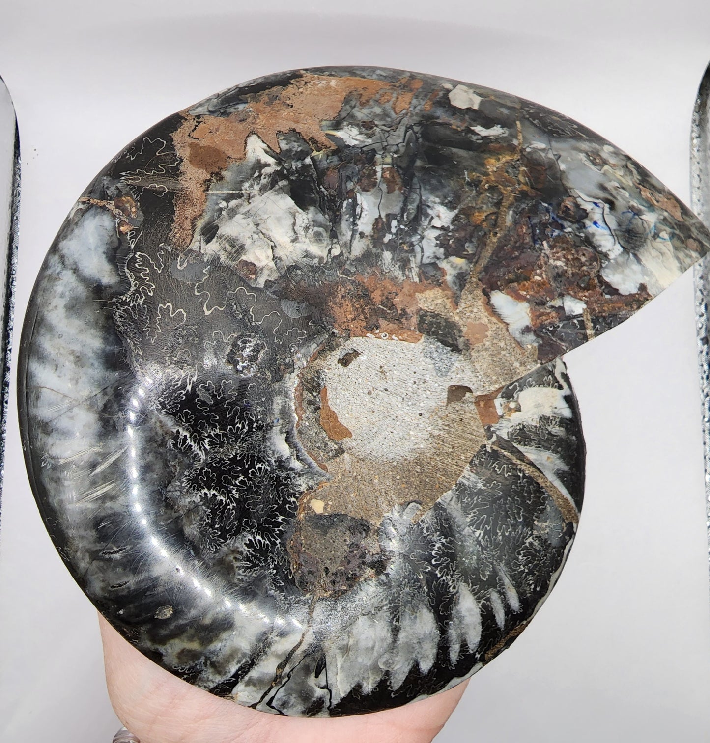 Polished Ammonite from Madagascar