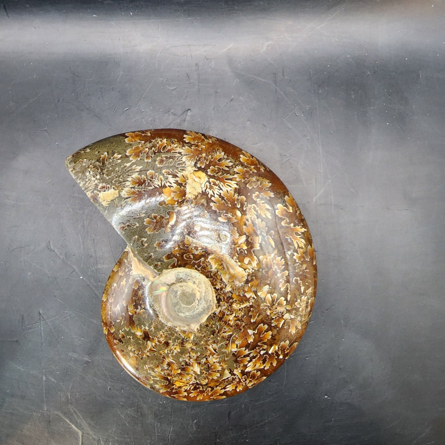 Whole Polished Ammonite Fossil