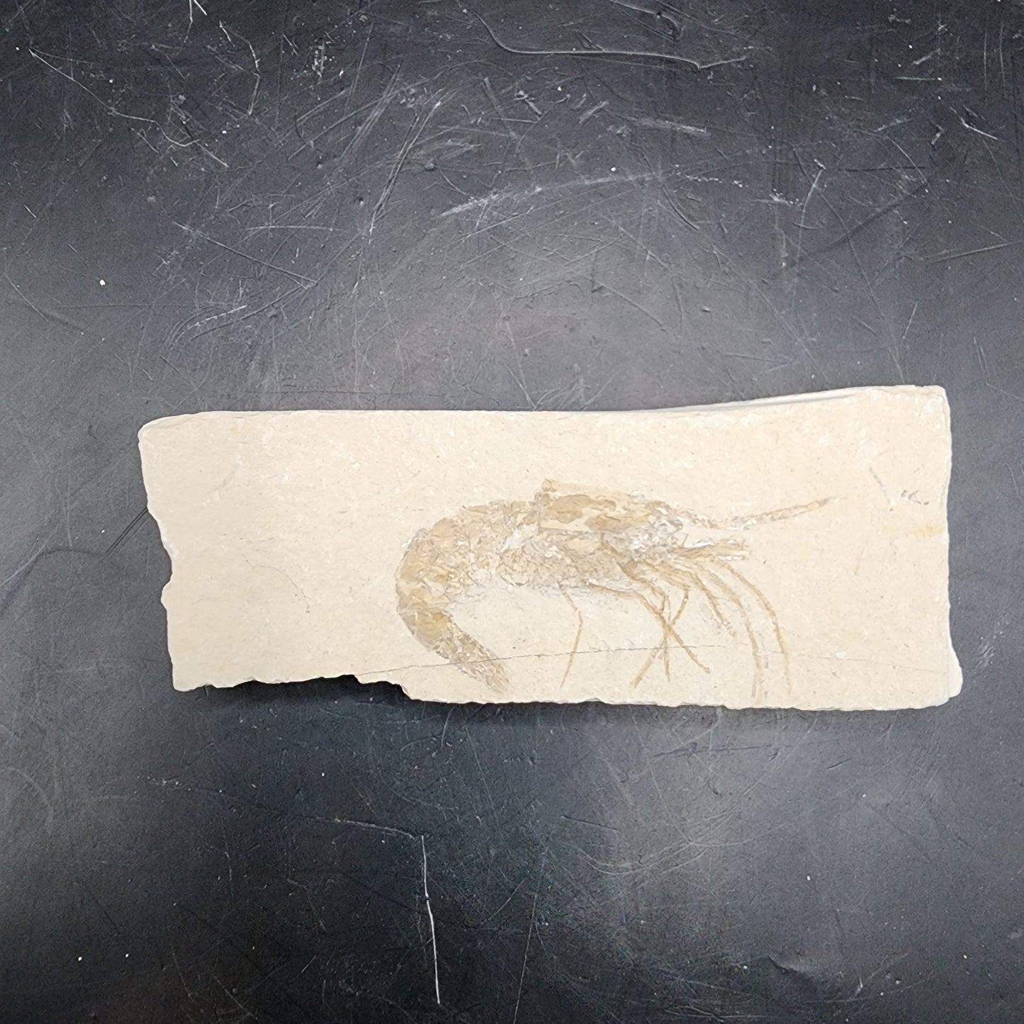 Detailed Fossilized Shrimp