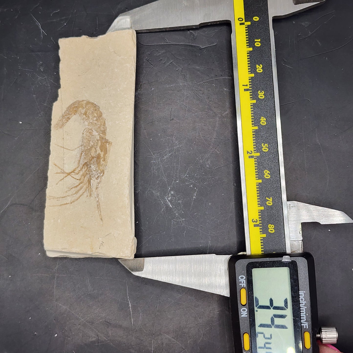 Detailed Fossilized Shrimp