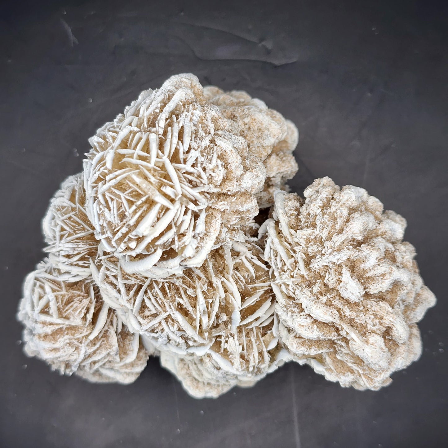 Desert Rose (selenite)