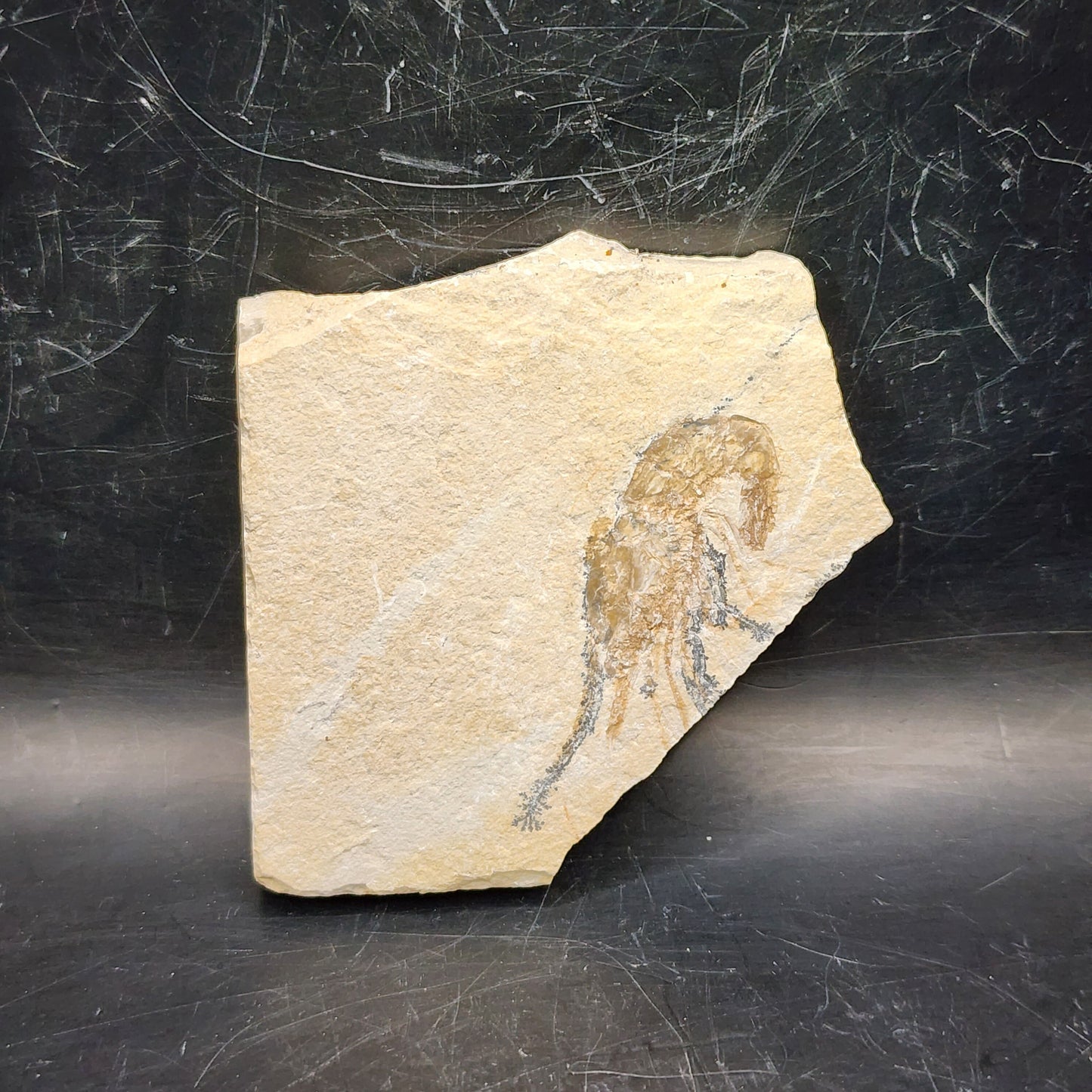 Detailed Shrimp Fossil