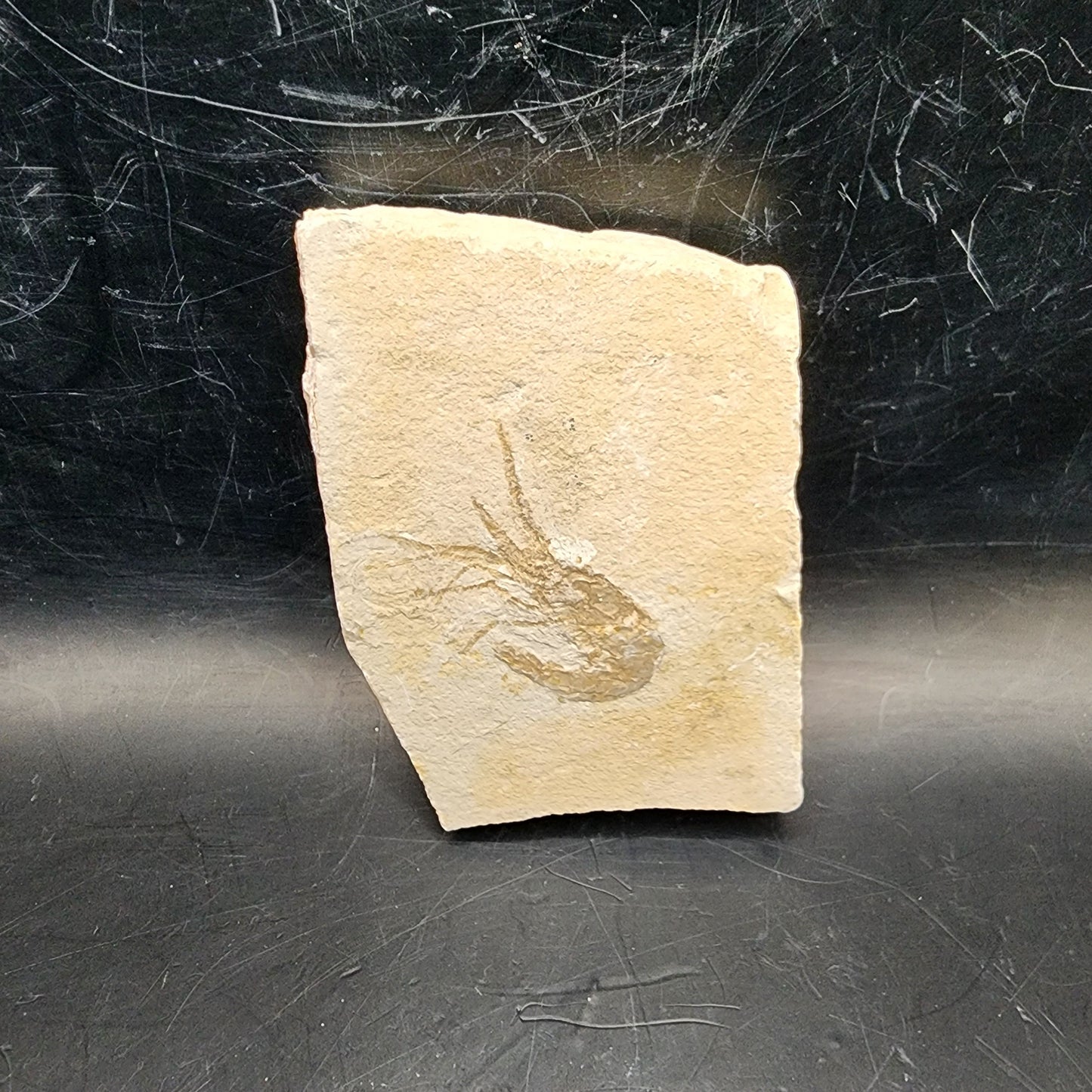 Striking Shrimp Fossil