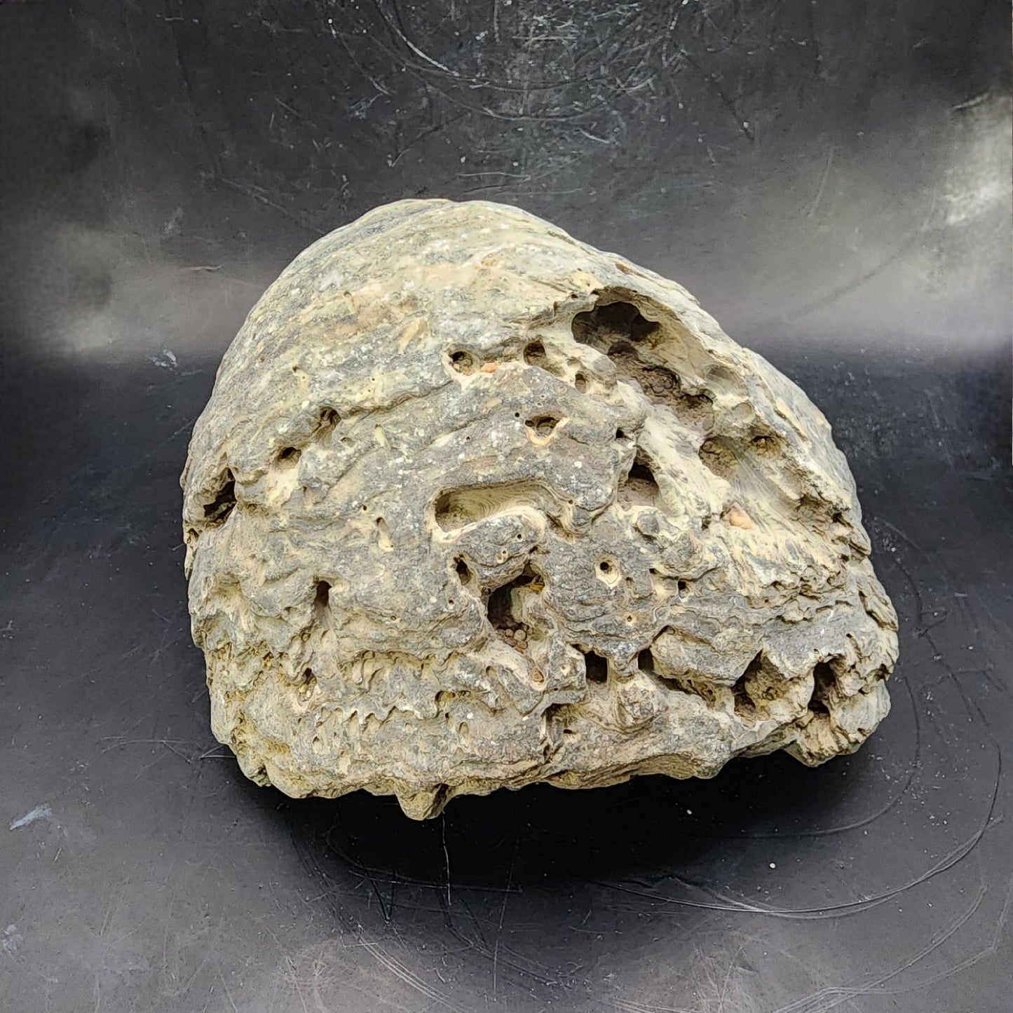 6" Fossilized Oyster