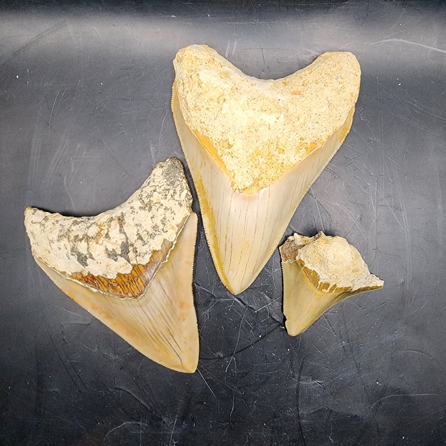 Caramel Colored Megalodon Tooth Package