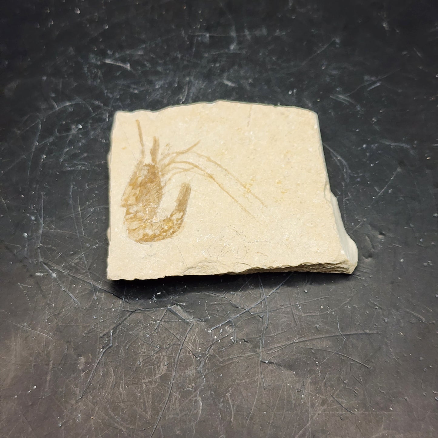 Plated Solitary Shrimp Fossil