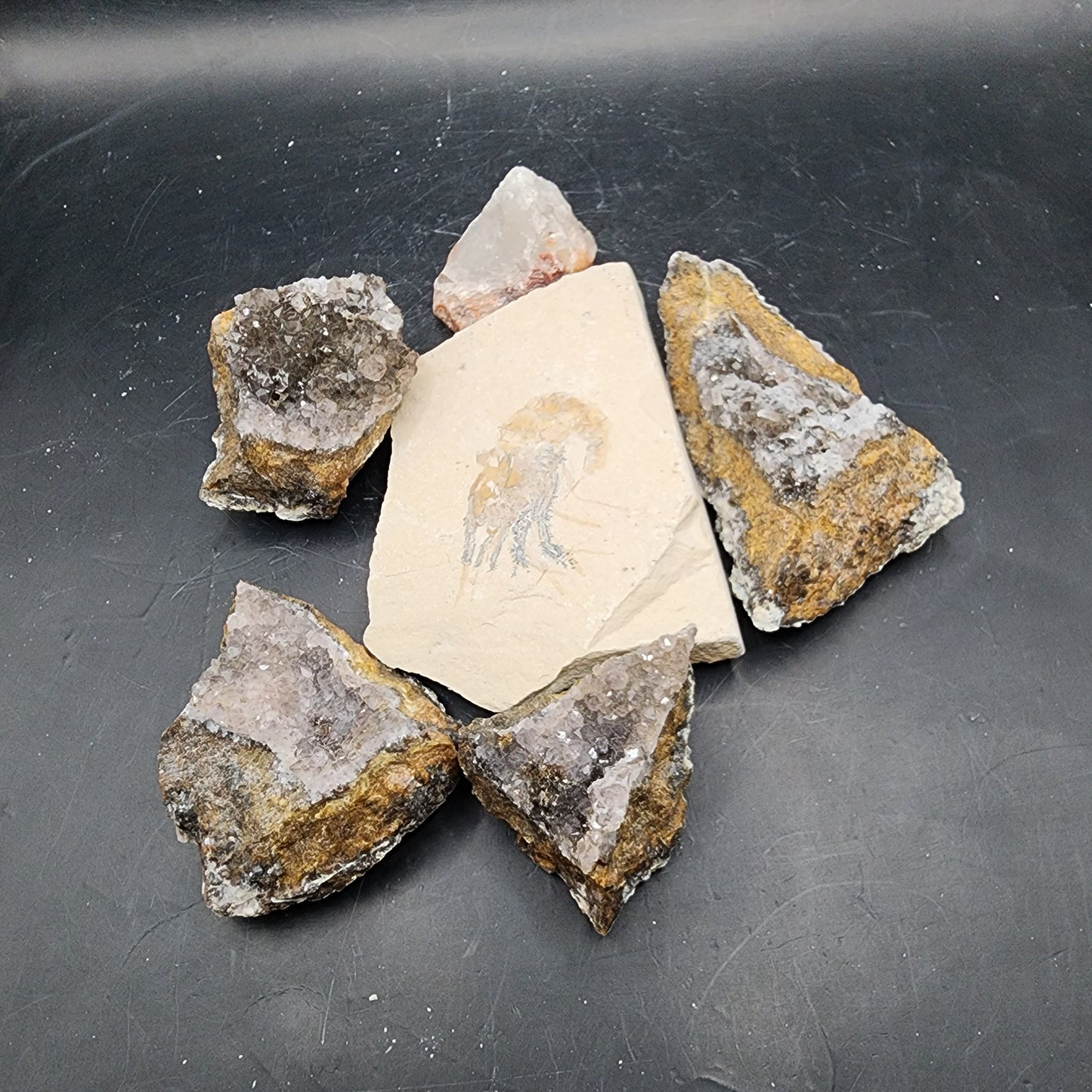 Detailed Solitary Shrimp Fossil