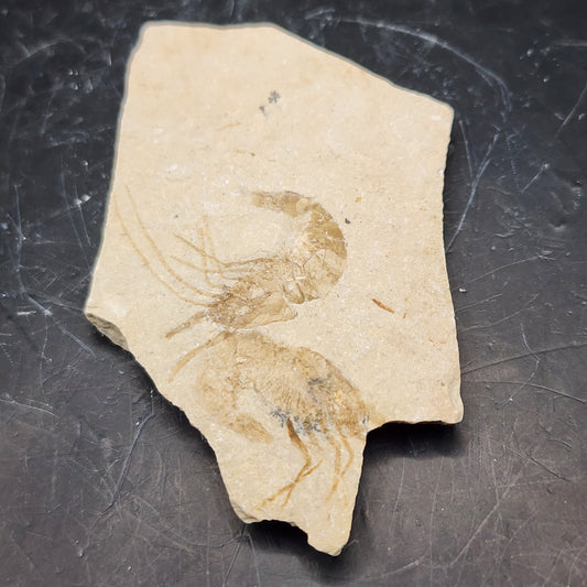 Ancient Double Shrimp Fossil