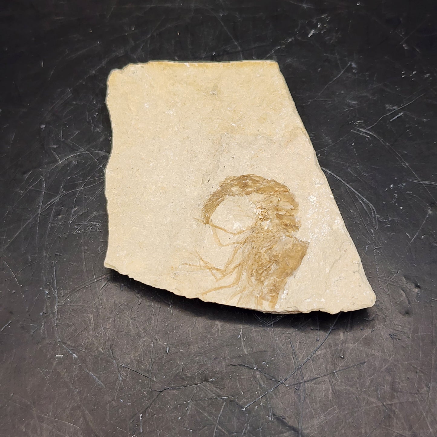 Solo Shrimp Fossil