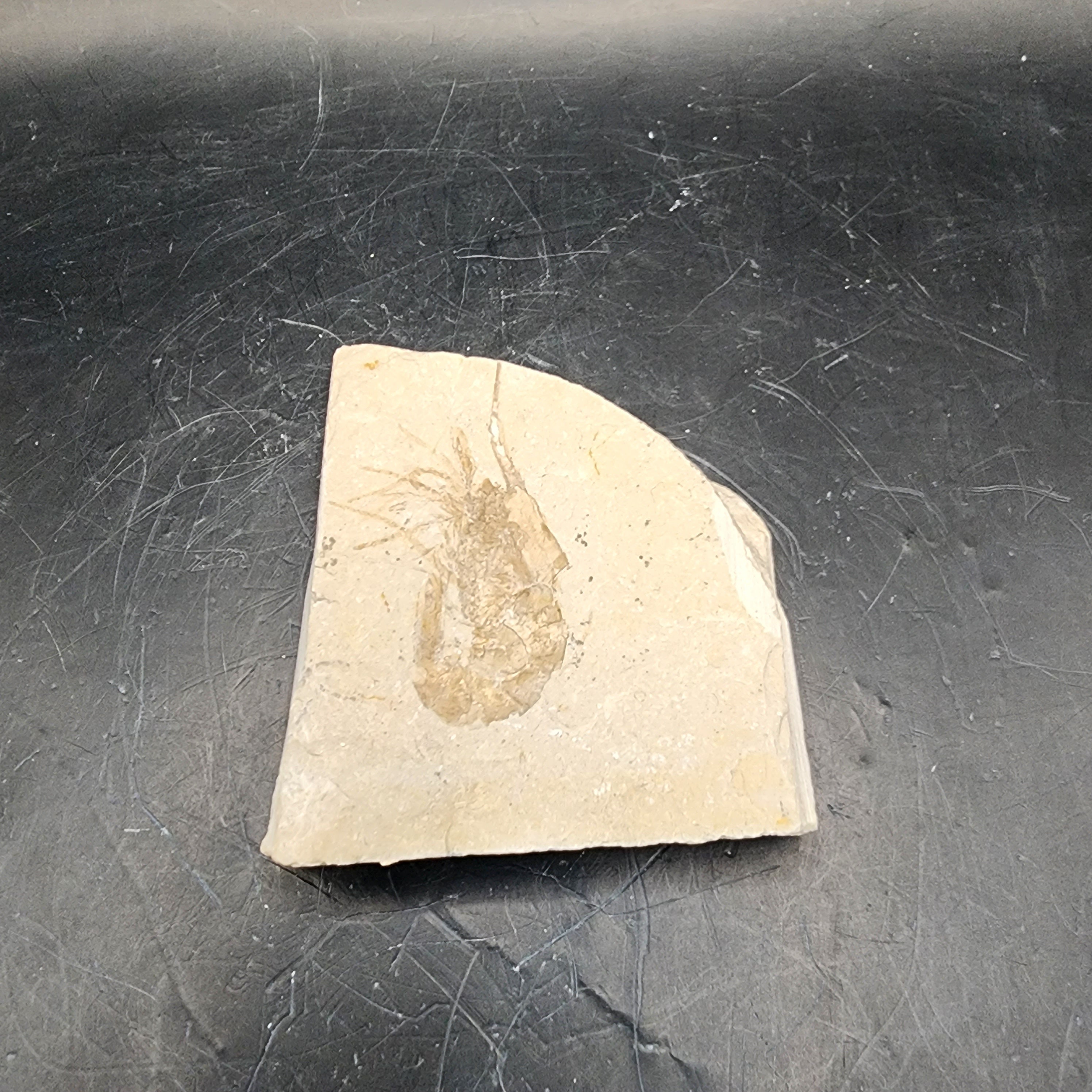 Well-Preserved Shrimp Fossil – Red Stone Fossils