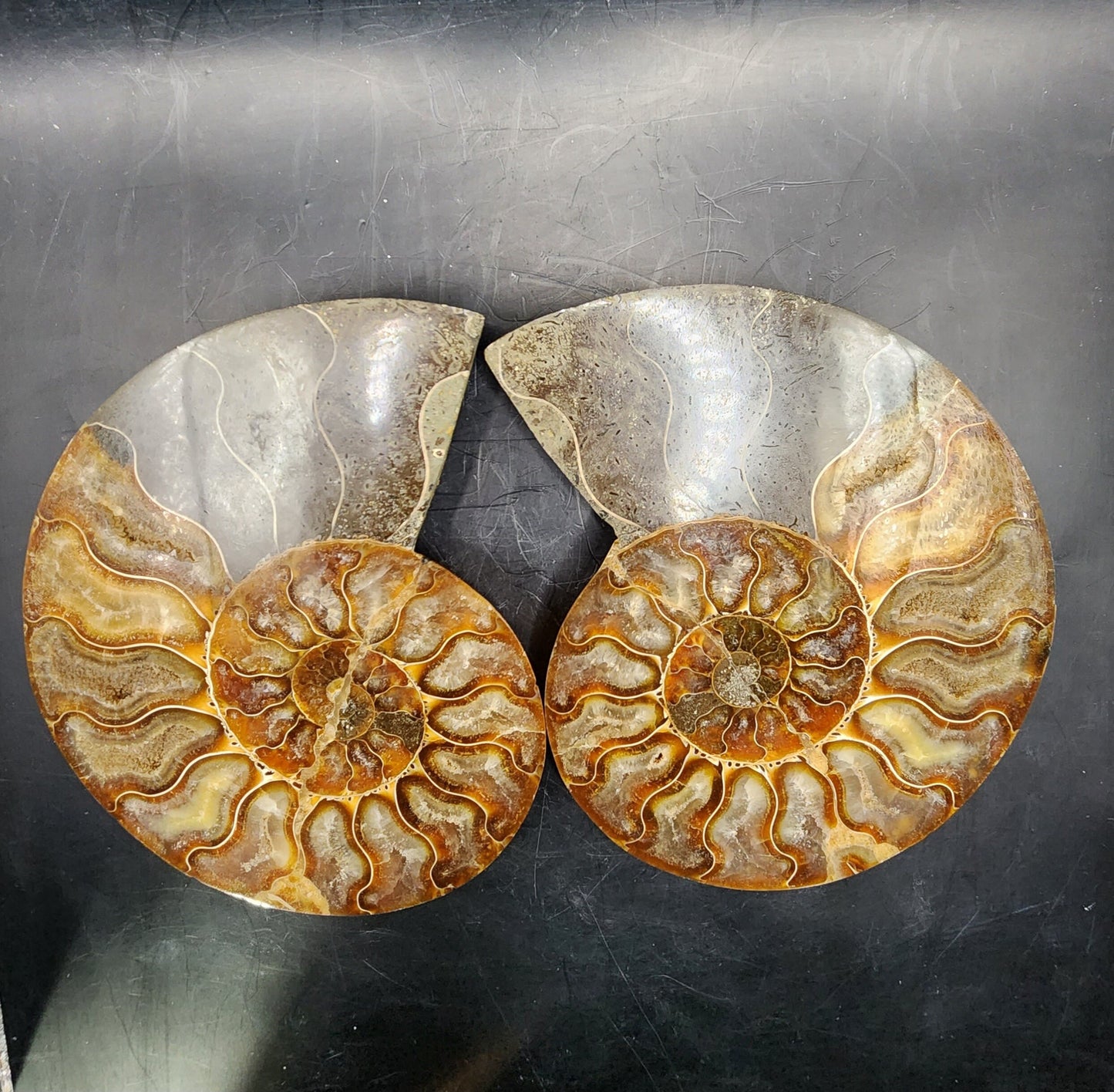 Premium Polished Ammonite