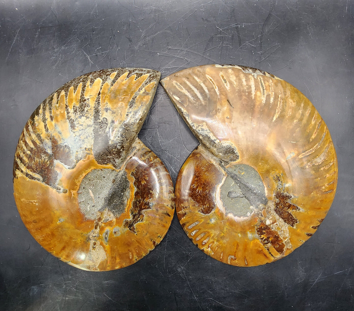 Premium Polished Ammonite