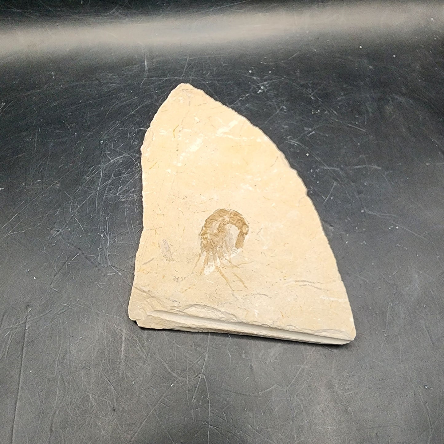 Sheeted Shrimp Fossil