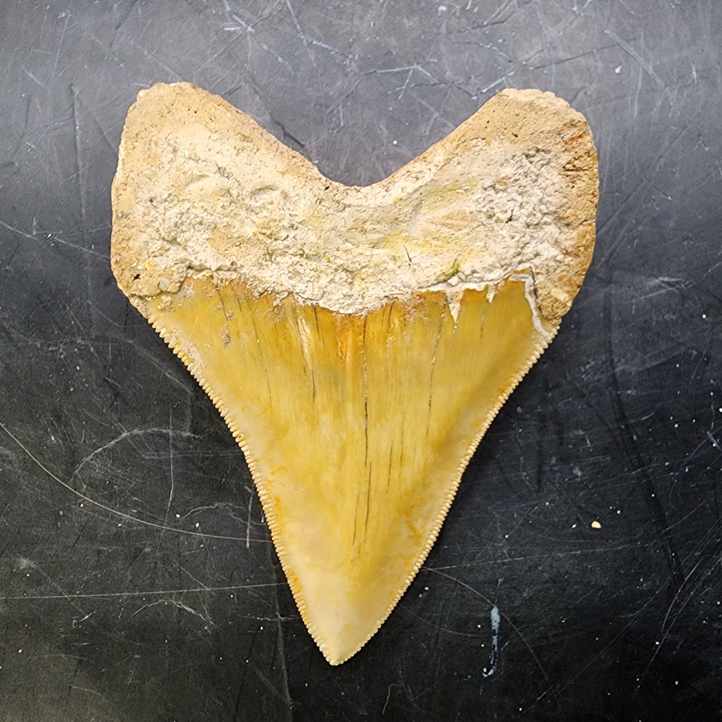 Megalodon Teeth Package