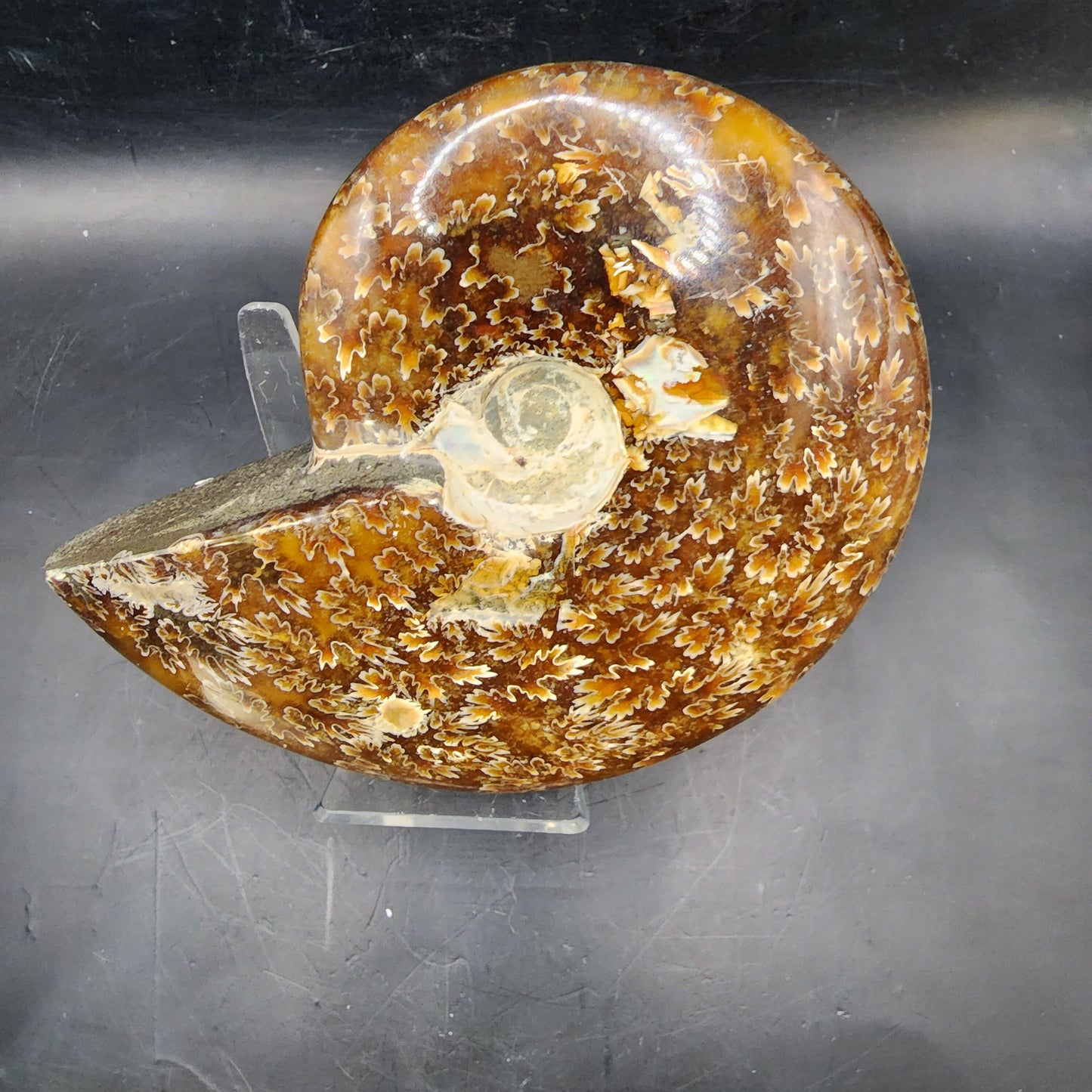 Whole Polished Ammonite Fossil