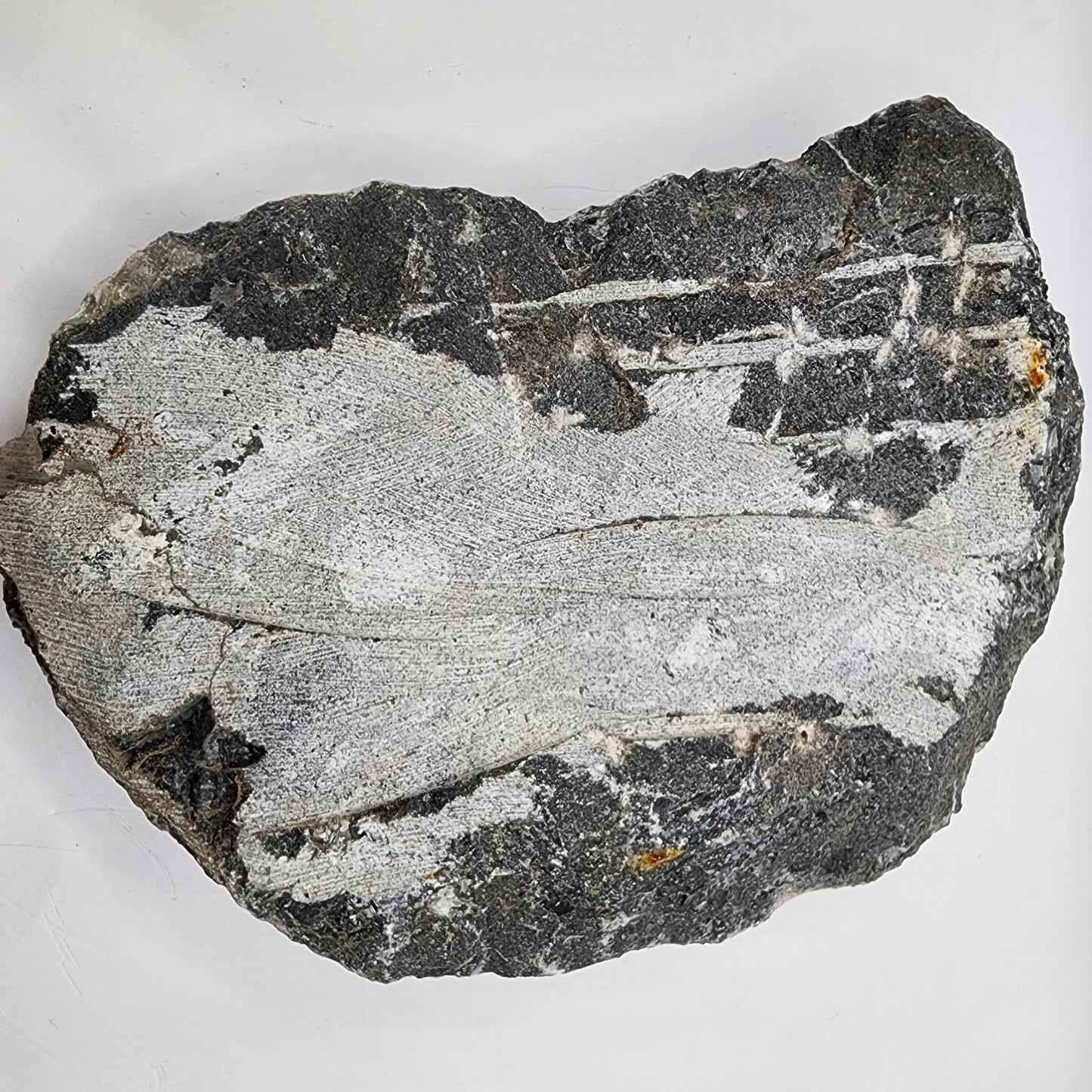 Aged Orthoceras Fossil