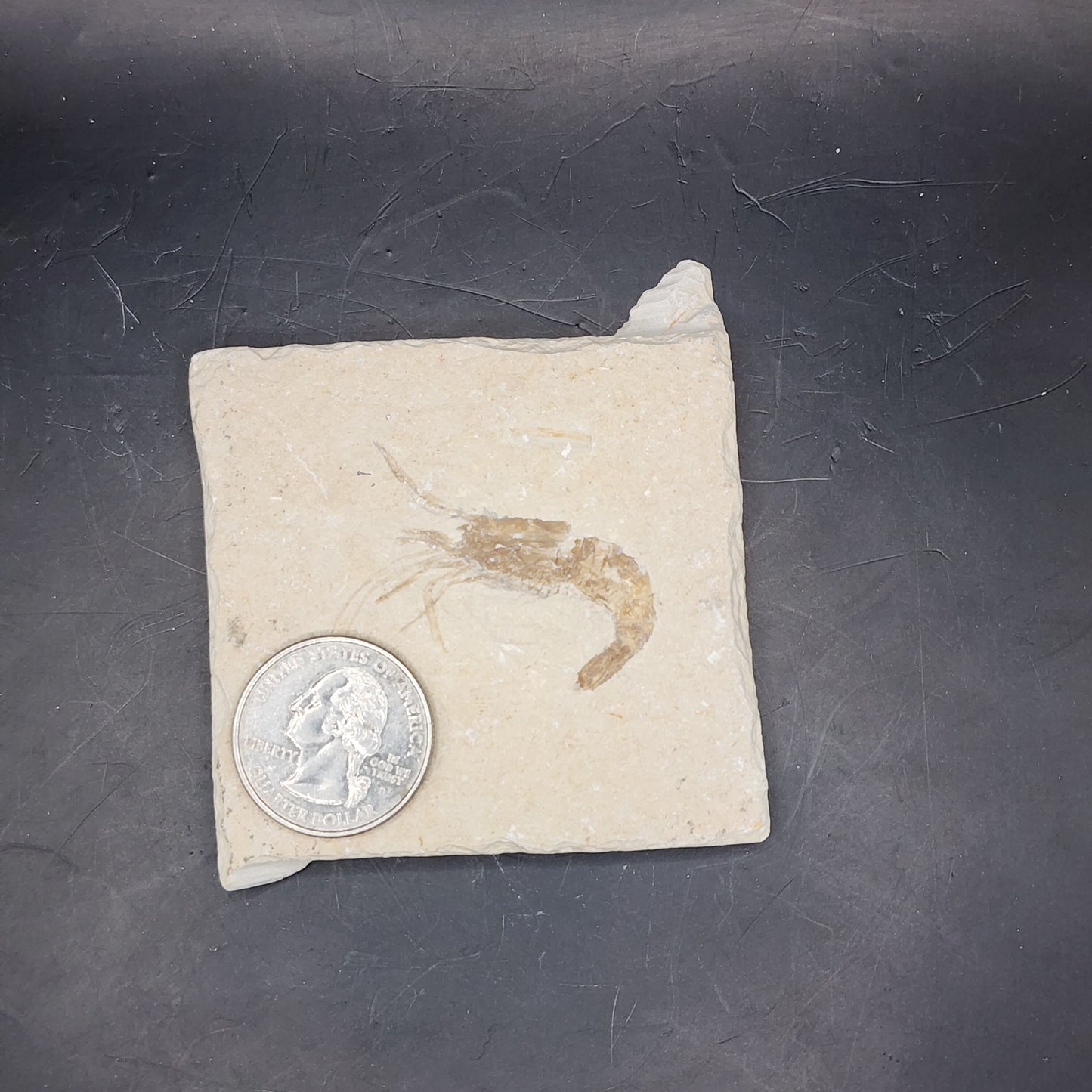 Great Shrimp Fossil (Carpopenaeus)