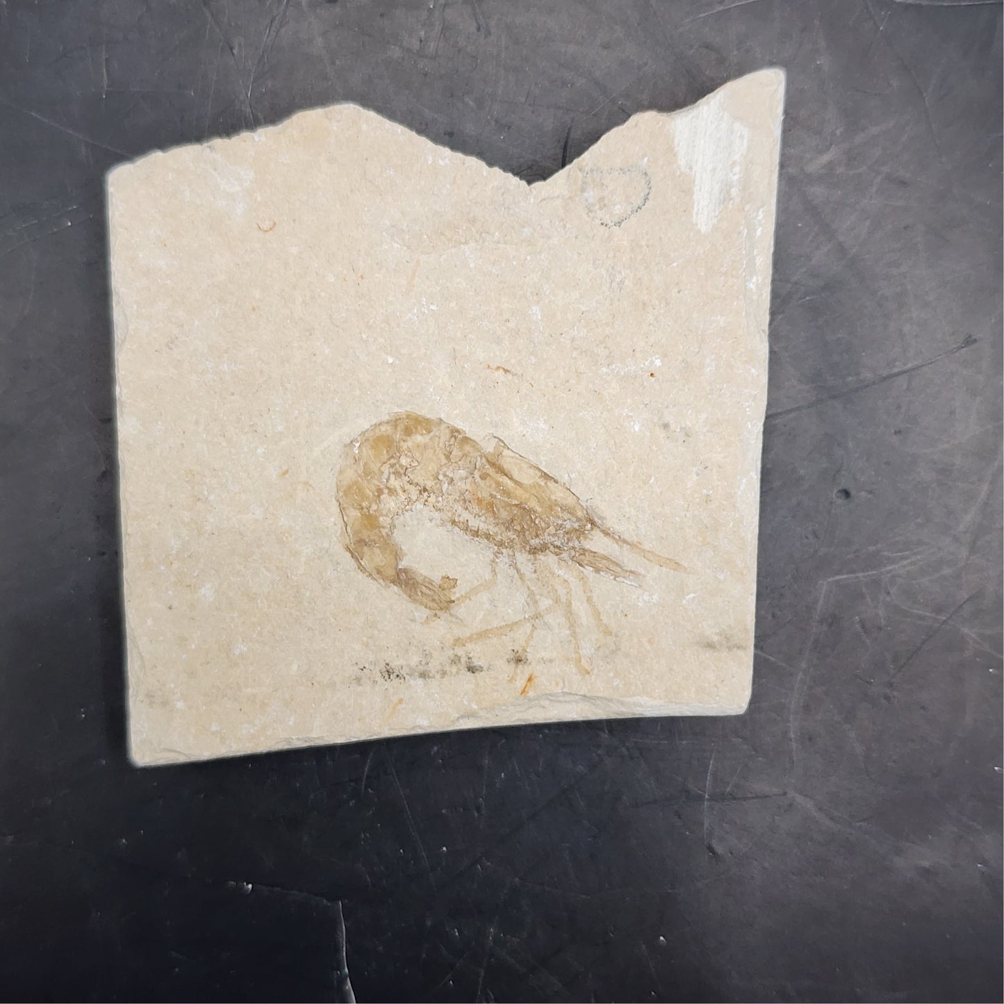 Fossilized Shrimp (Carpopenaeus)