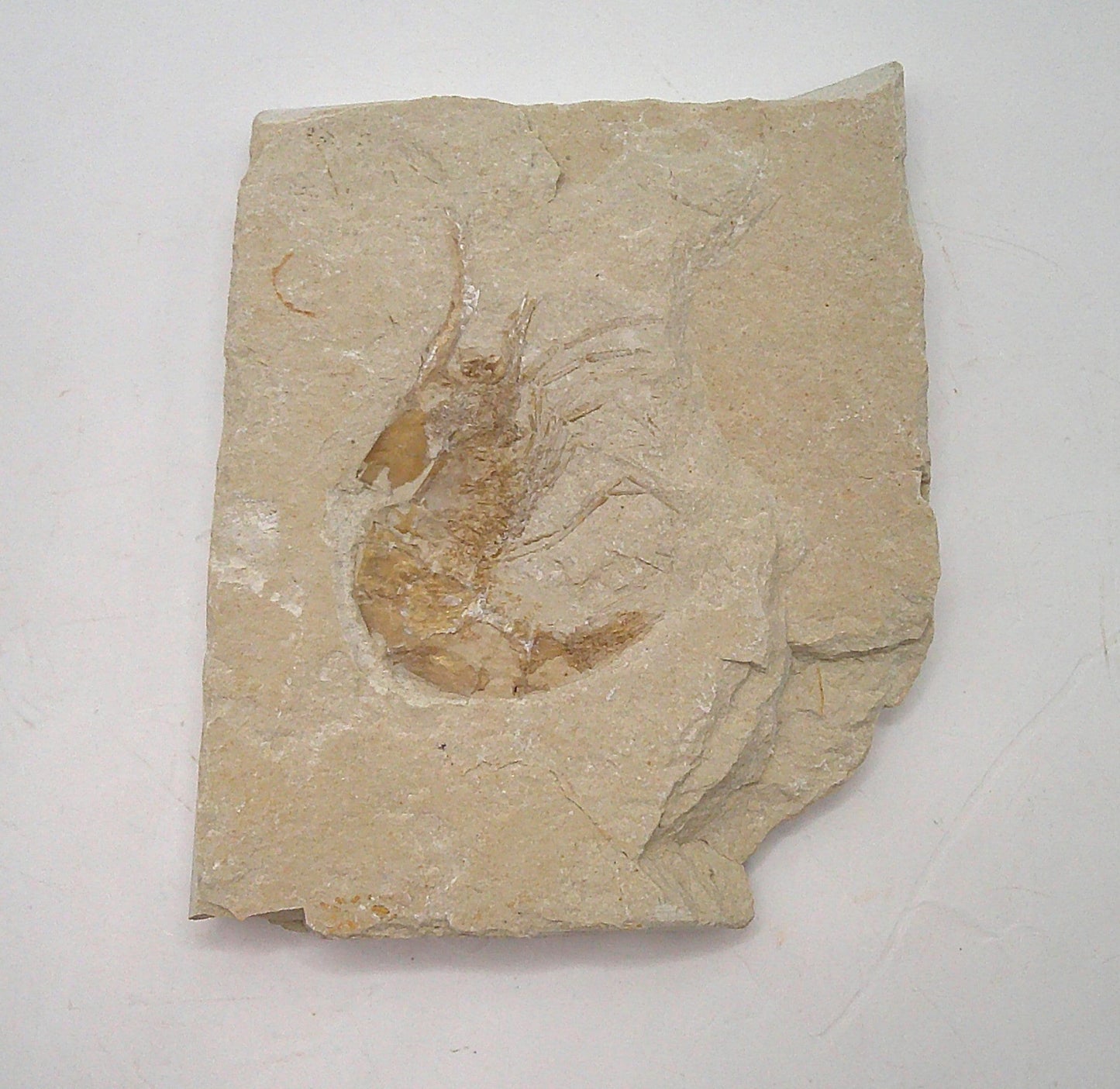 Shrimp Fossil from Lebanon