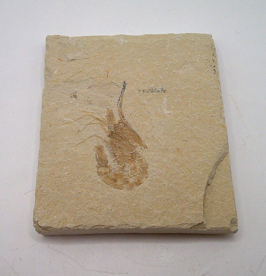 Single Lebanese Shrimp Fossil