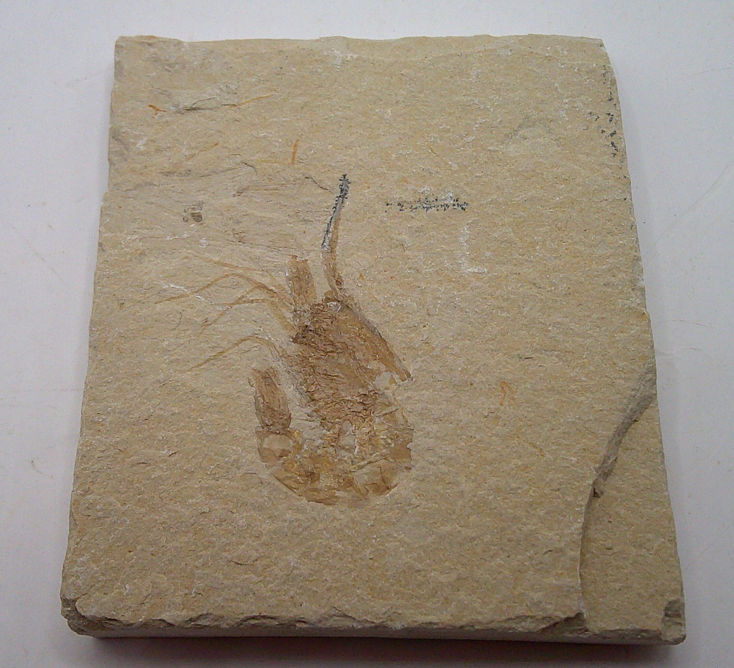 Single Lebanese Shrimp Fossil