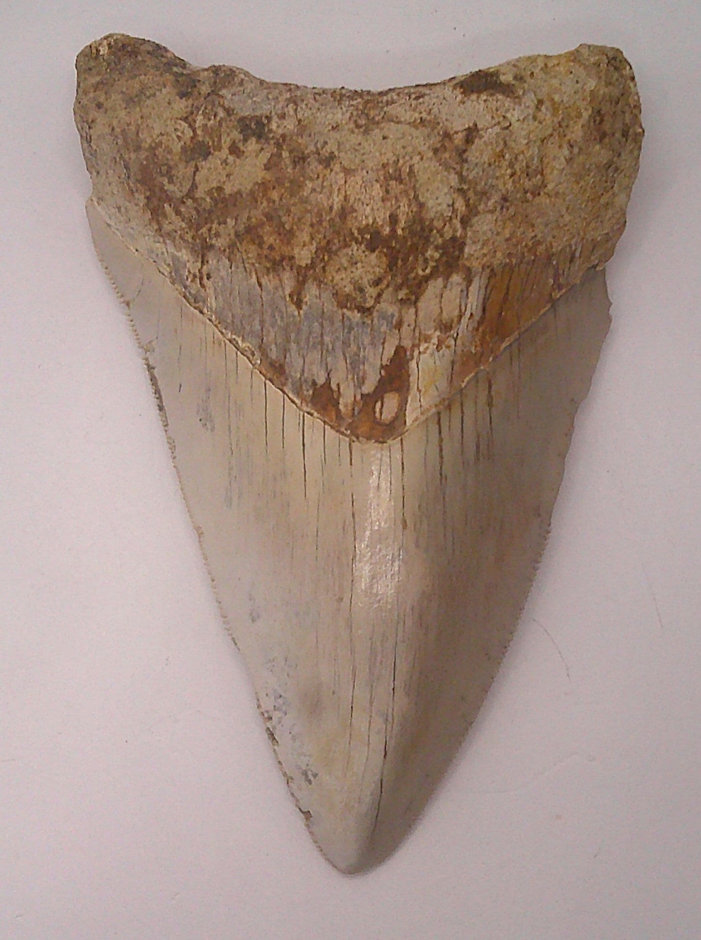 Multi-Colored Meg Tooth Package