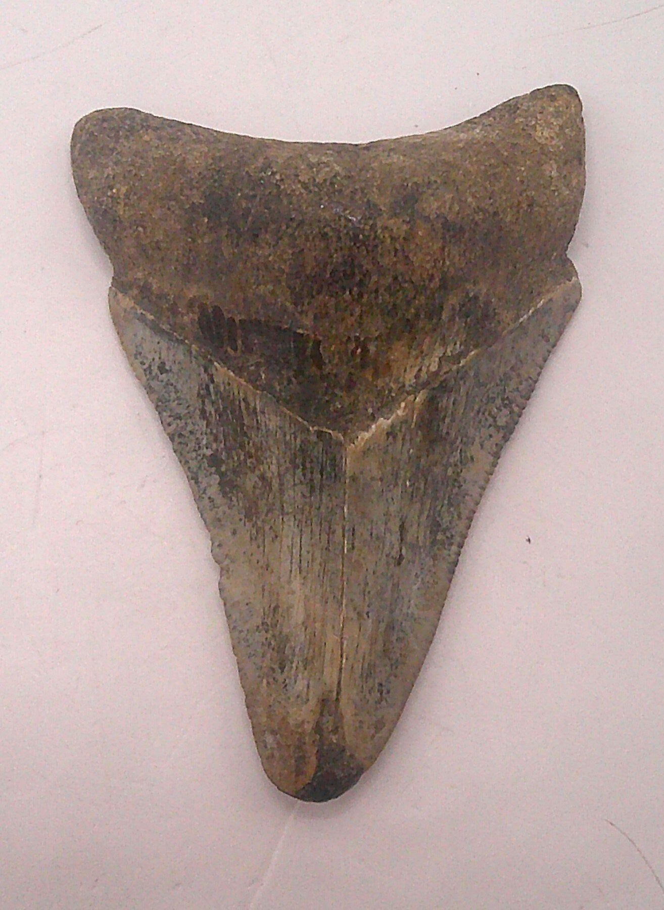 Multi-Colored Meg Tooth Package