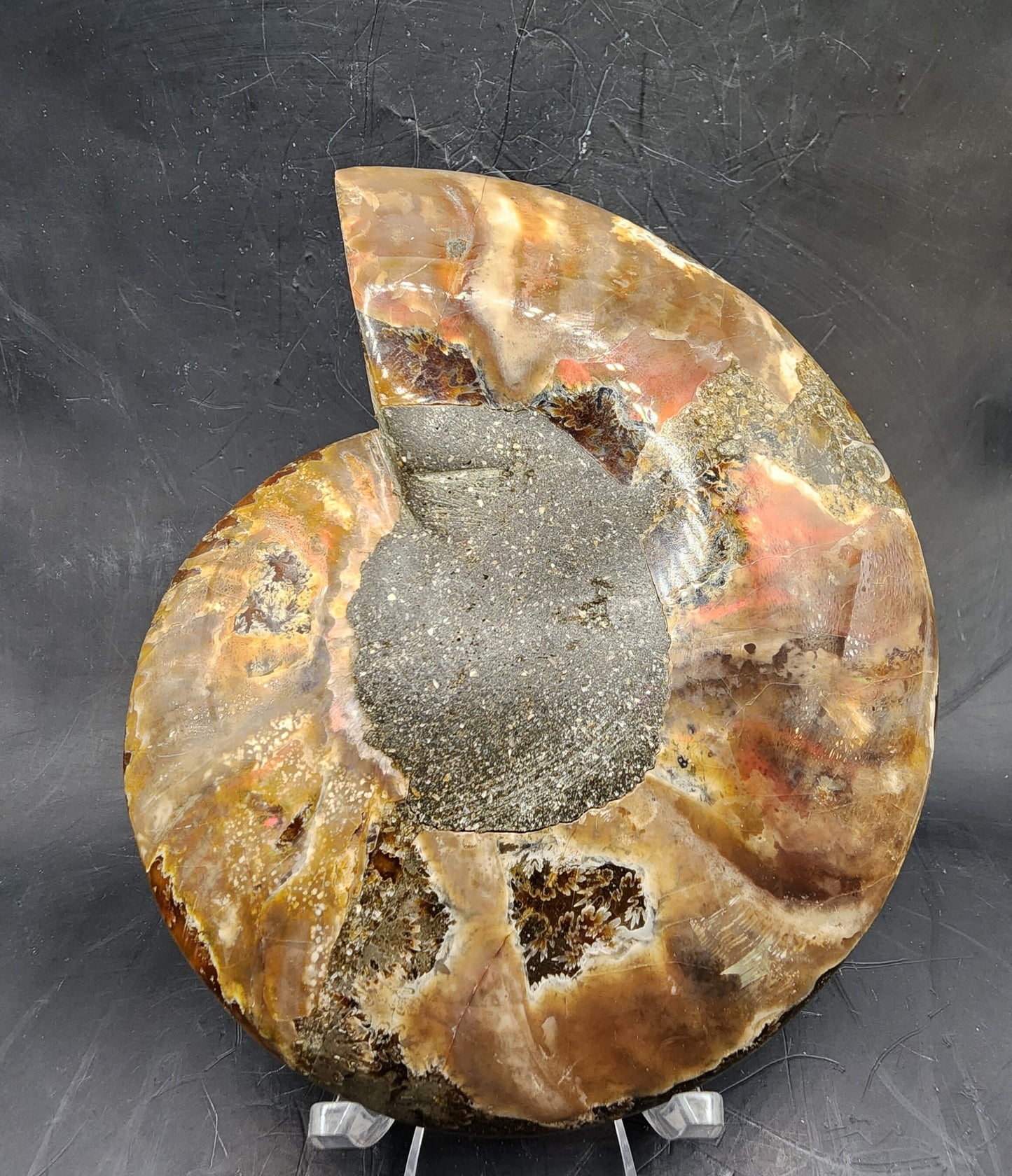 Polished Brown Ammonite