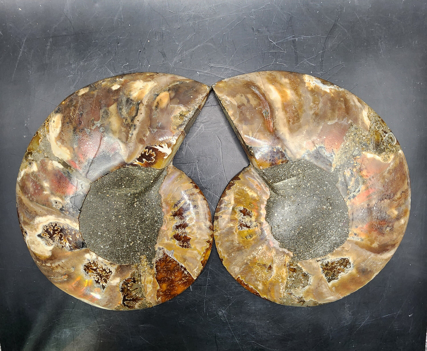 Polished Brown Ammonite