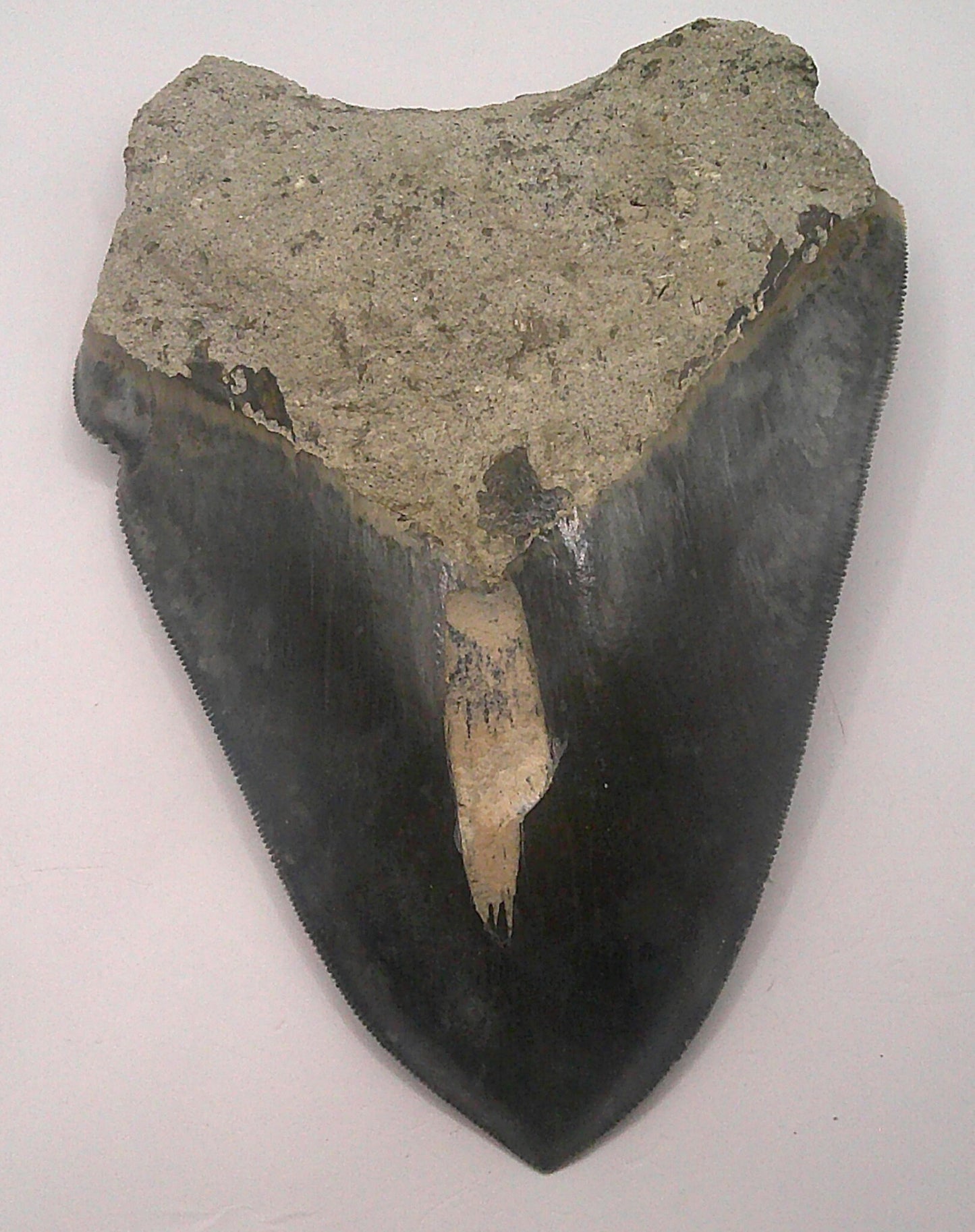 Meg Tooth Fossil Package