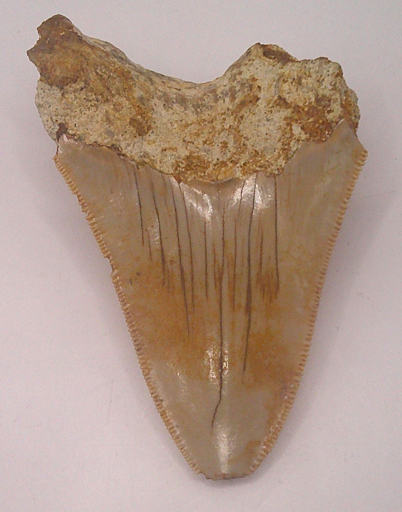 Meg Tooth Fossil Package