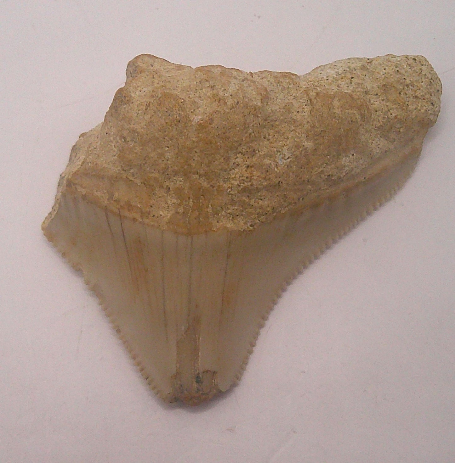 Meg Tooth Fossil Package