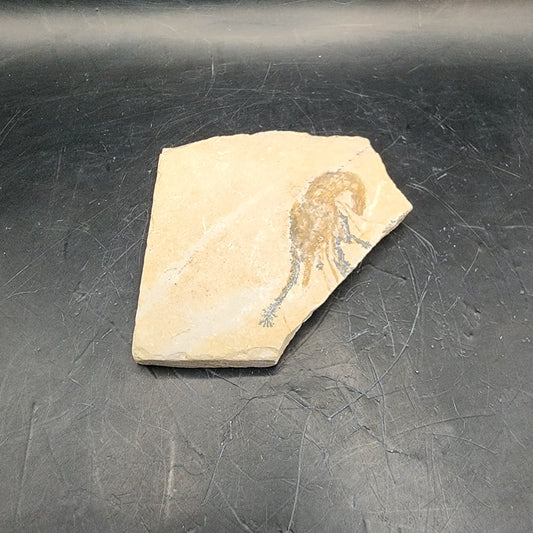 Detailed Shrimp Fossil